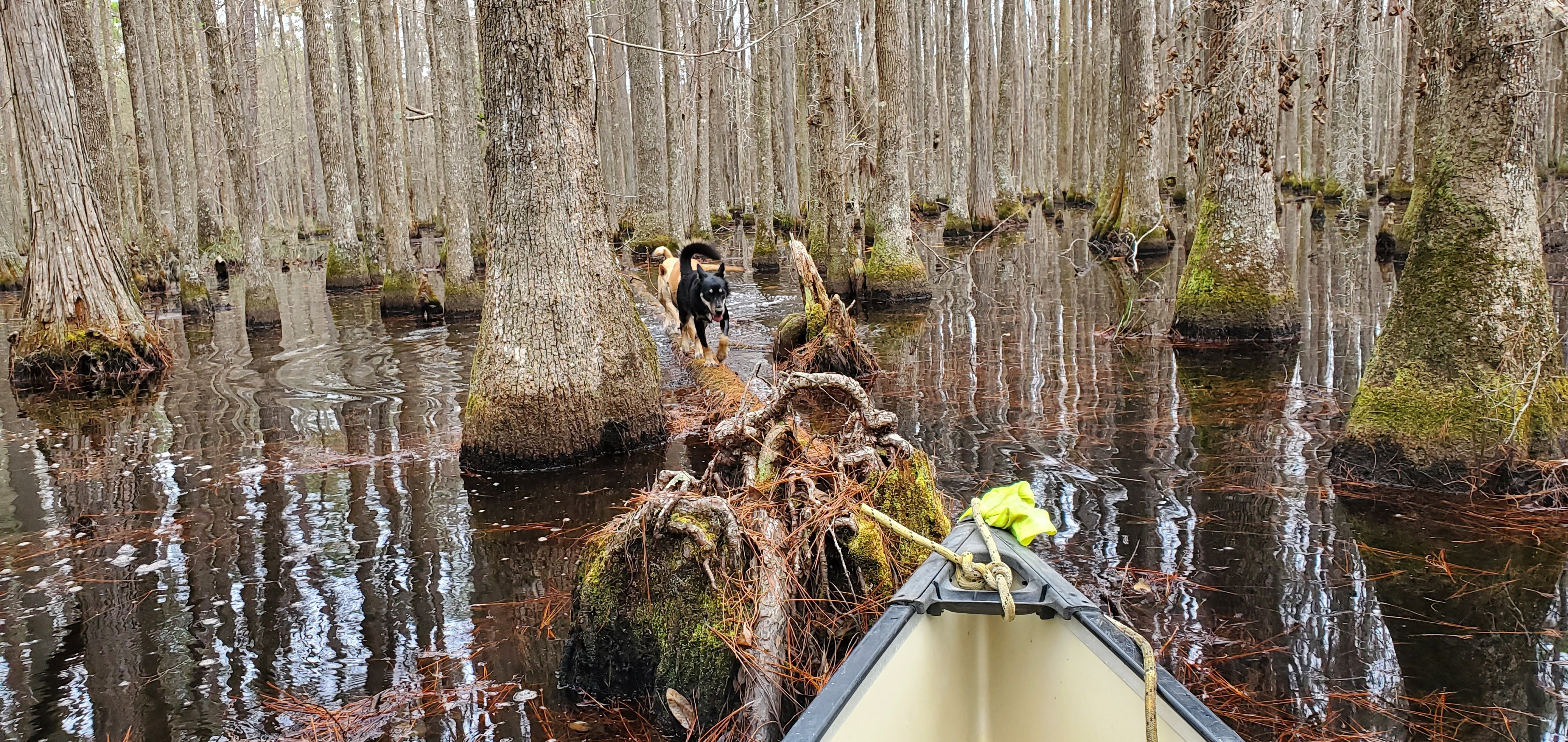 Dogs on log