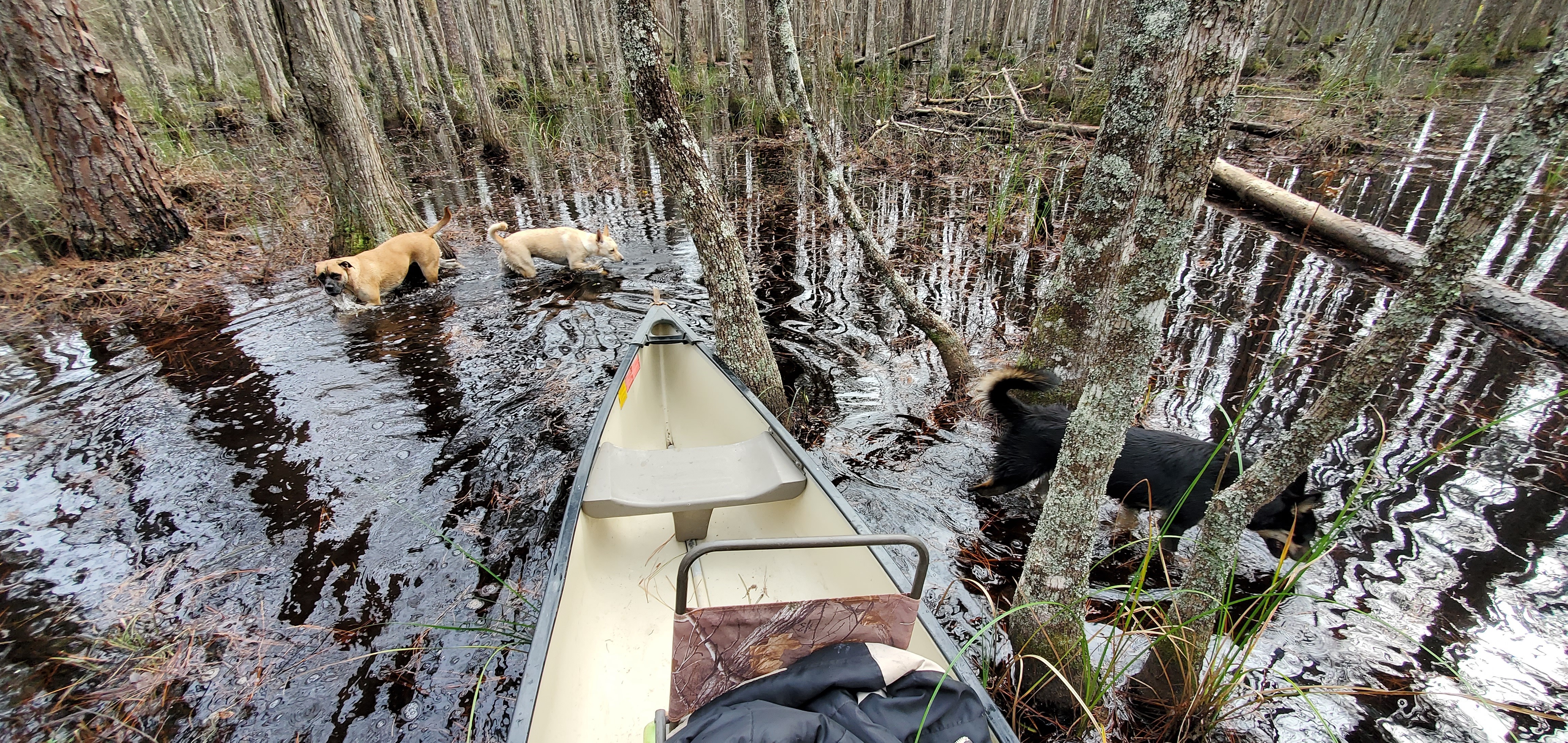 Three dogs in swamp