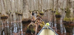 [Dogs on log]