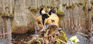 [Dogs to boat]