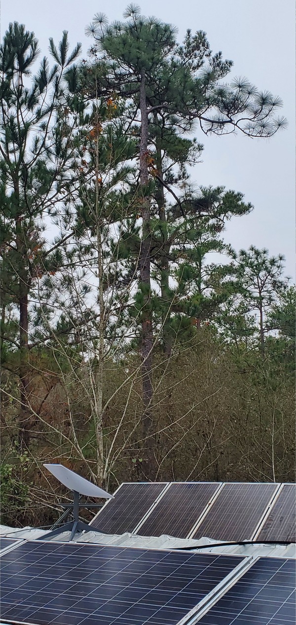 Big longleaf