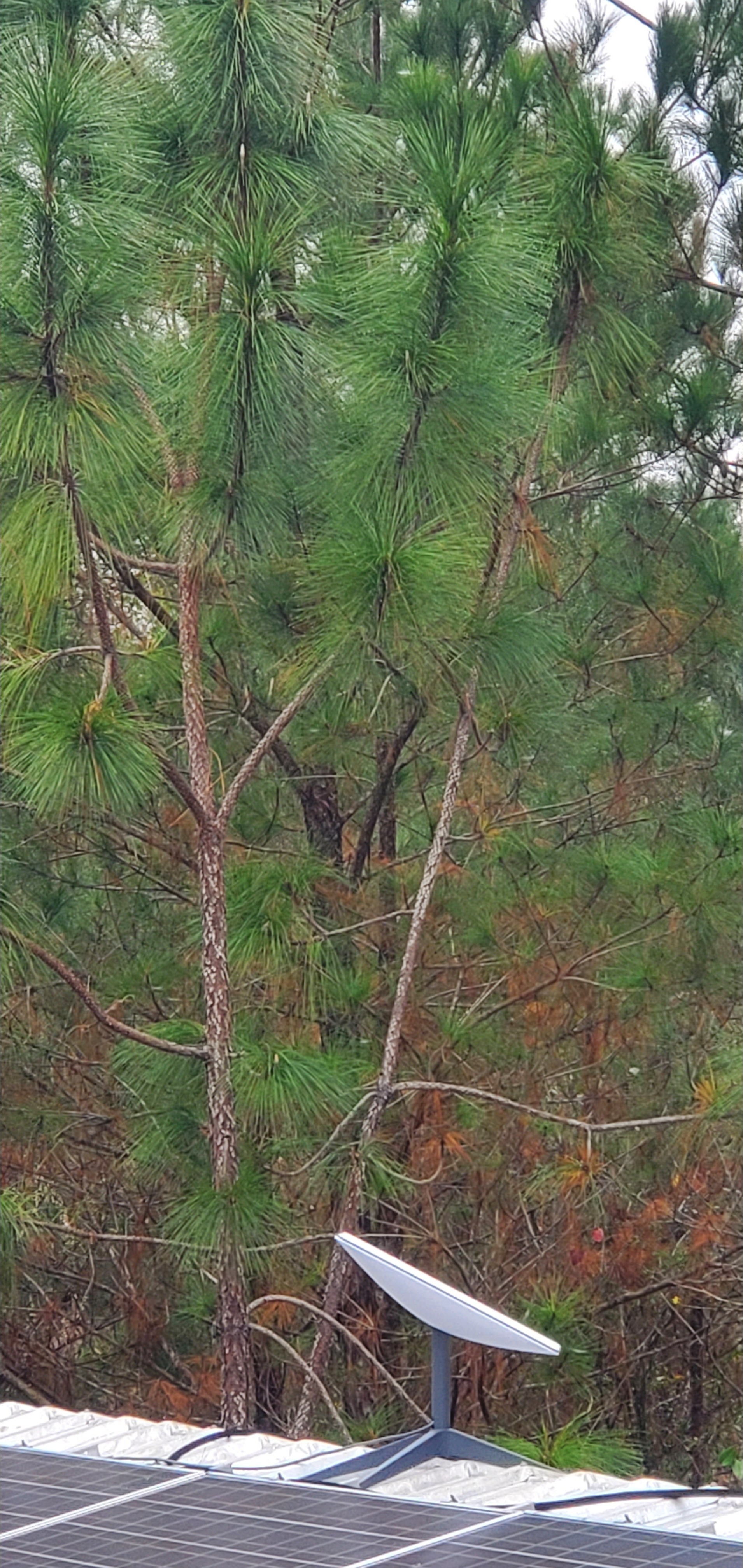 Small longleaf