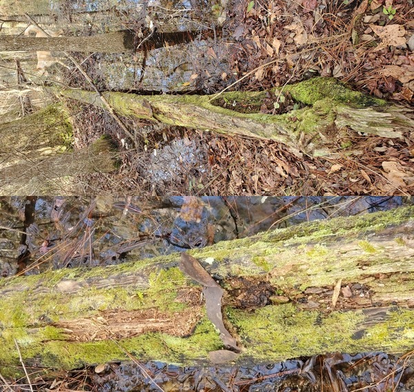 Downed catface with Carolina dog, closeup of turpentine cup