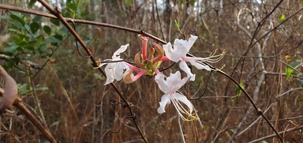 [Rhododendron canescens]