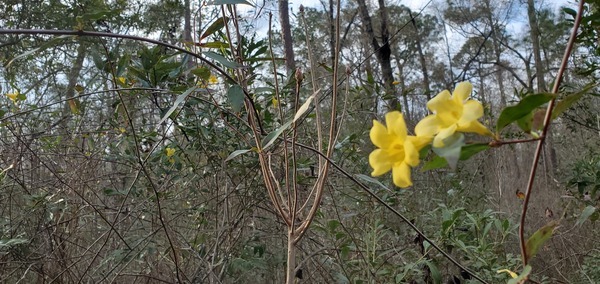 [Gelsemium sempervirens]