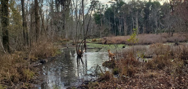 Dogs in beaver pond