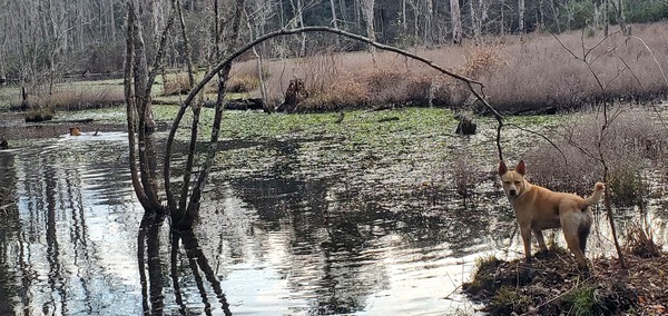 Blondie guarding the beaver pond