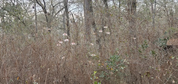And more wild azaleas