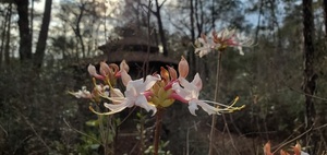 [Native Wild Azaleas]