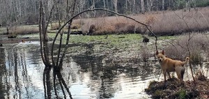 [Blondie guarding the beaver pond]