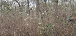 [And more wild azaleas]