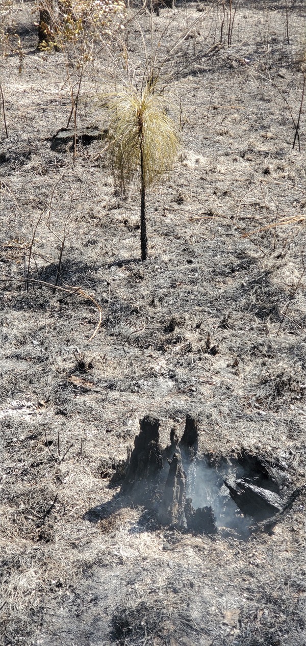 Smoker and little longleaf