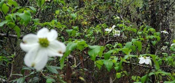 Dogwood blooms