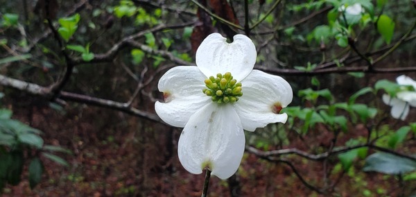 [Dogwood flower]