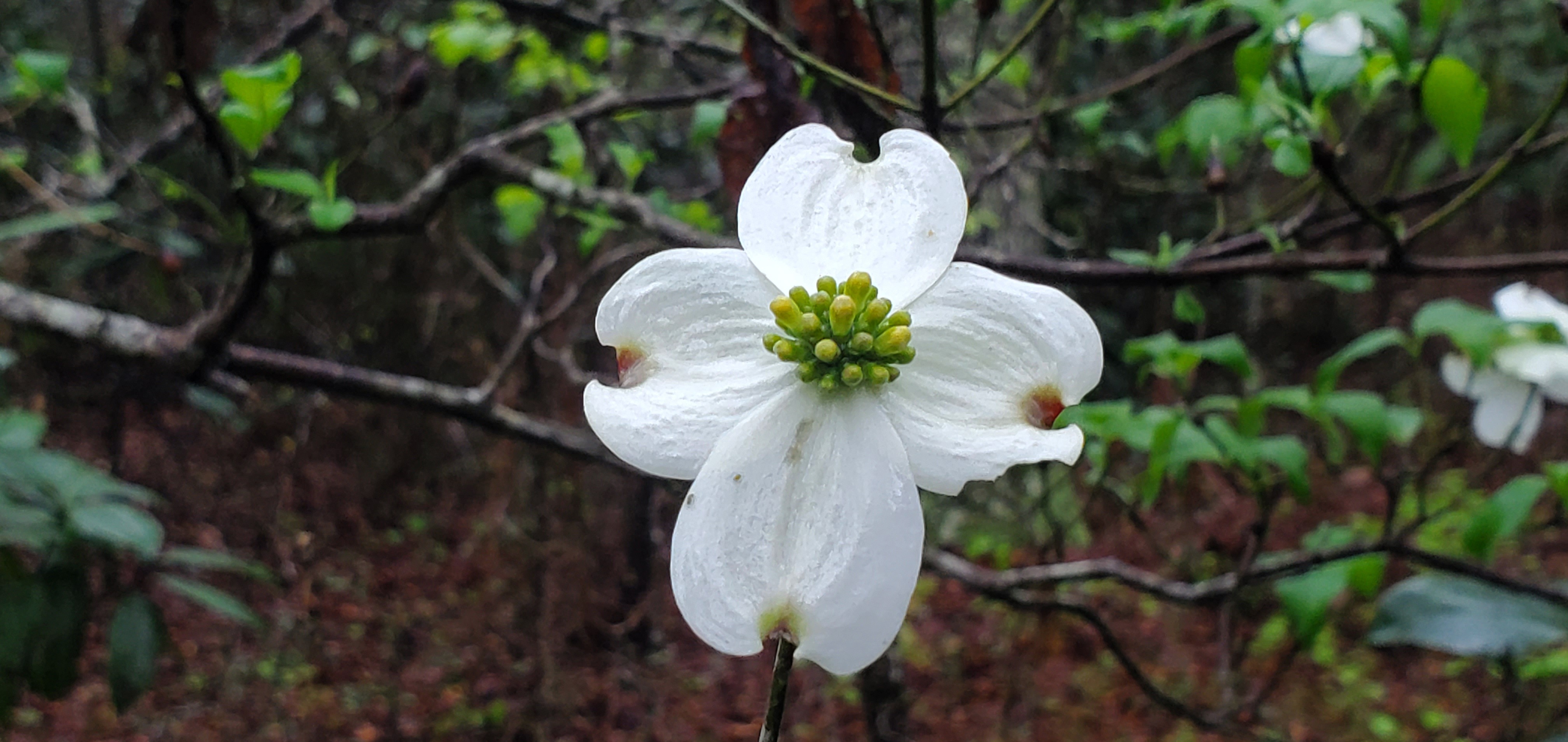 Dogwood flower