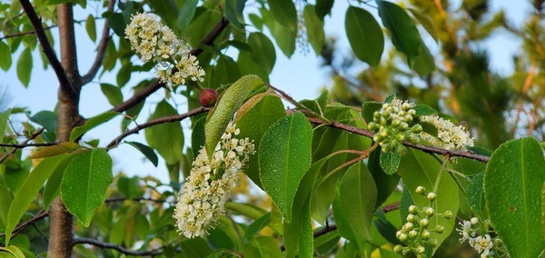 [Blooming wild black cherry]