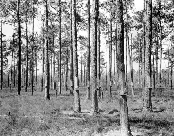 A stand of turpentine pines fitted with McCoy collection cups - Dixie County (?), Florida --Florida Memory