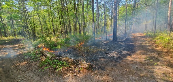 Even this oaky corner burned