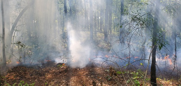 [Smokey oak leaves]