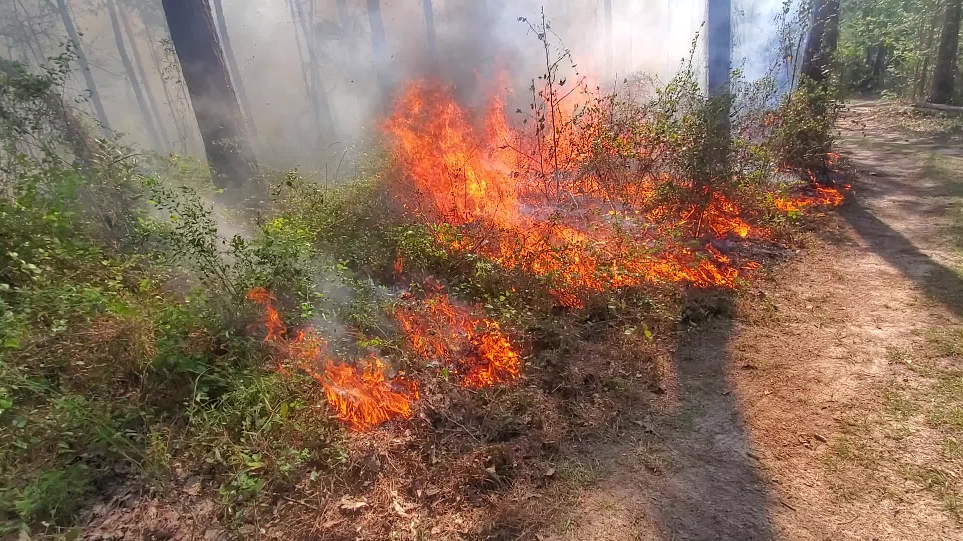 Movie: Reducing vine fire hazard (20M)