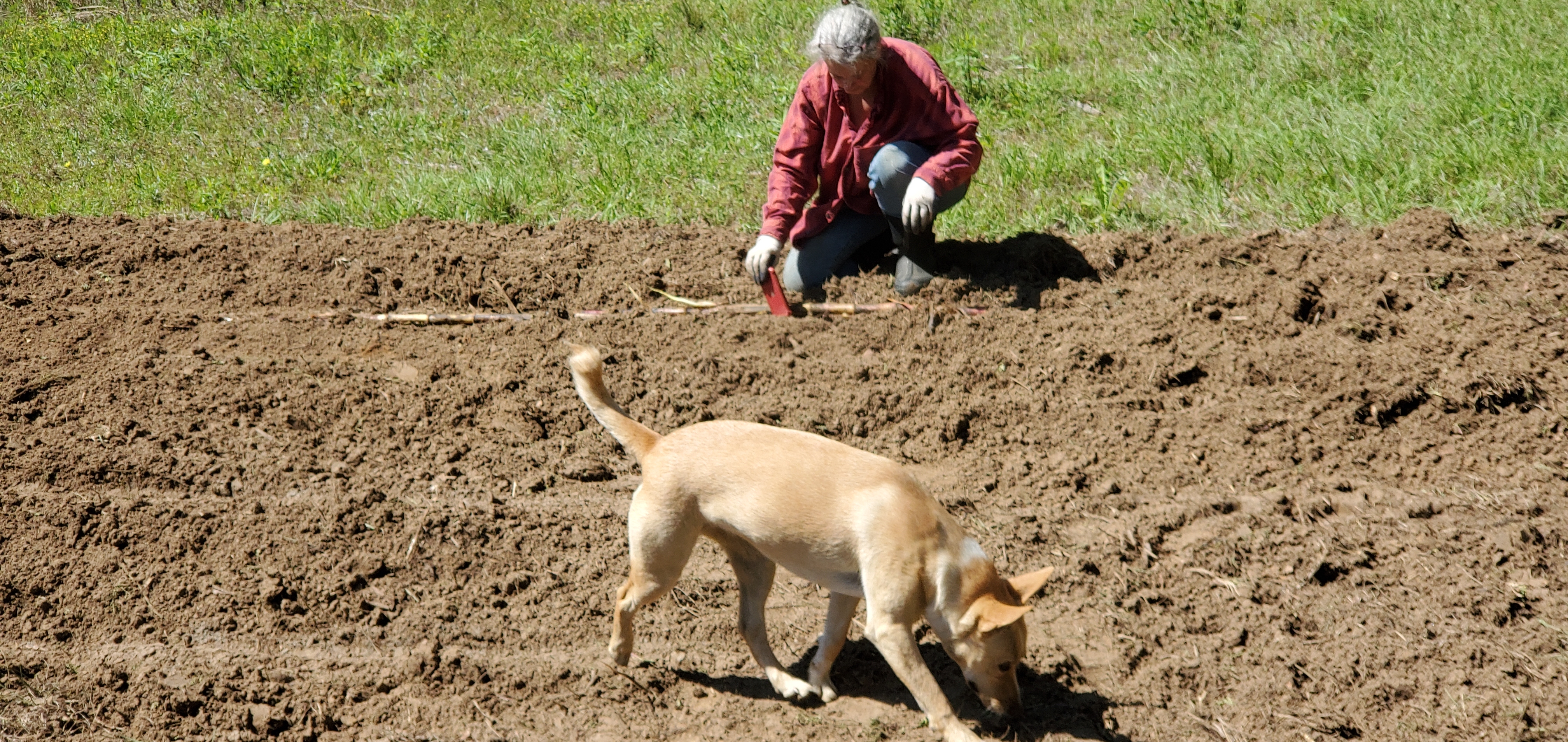 Blondie helping