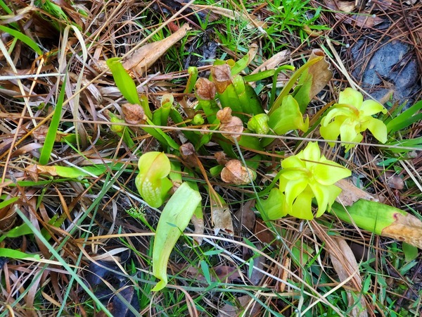 [Sarracenia minor]