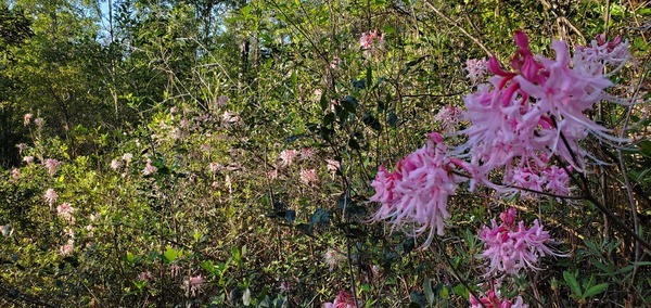 Rhododendron canescens