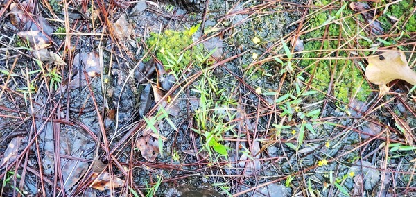 Sphagnum moss and bladderwort
