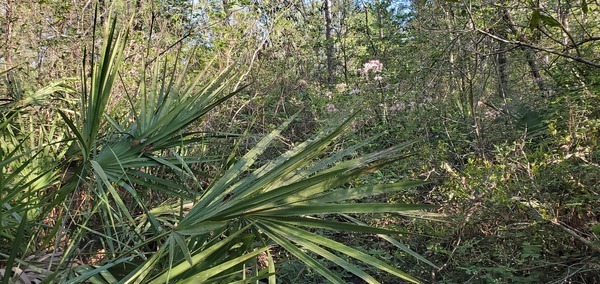 Palmetto and azaleas