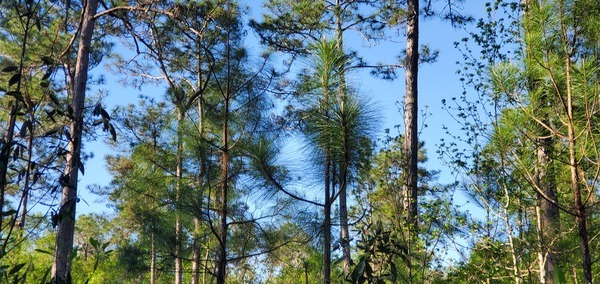 Branching sapling longleaf