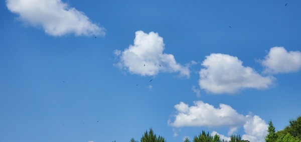 [Split-tailed kites]