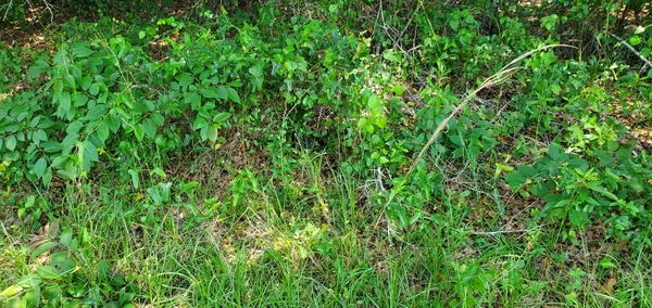 [Briar patch with gopher tortoise]