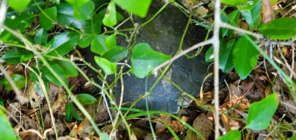 [Gopher tortoise in the briar patch]