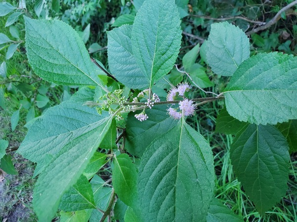 [Beautyberry (Callicarpa americana)]
