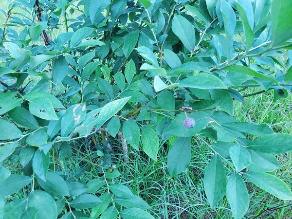 Blueberry (Vaccinium)