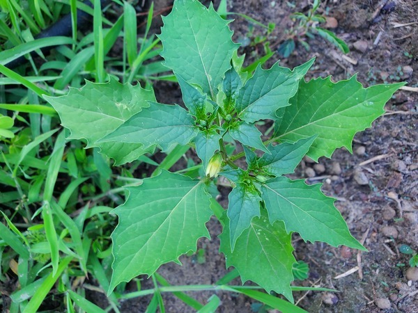 [Cutleaf groundcherry (Physalis angulata)]