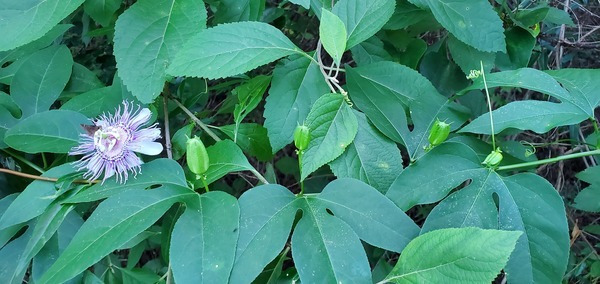 [Wild passion flower (Passiflora incarnata)]