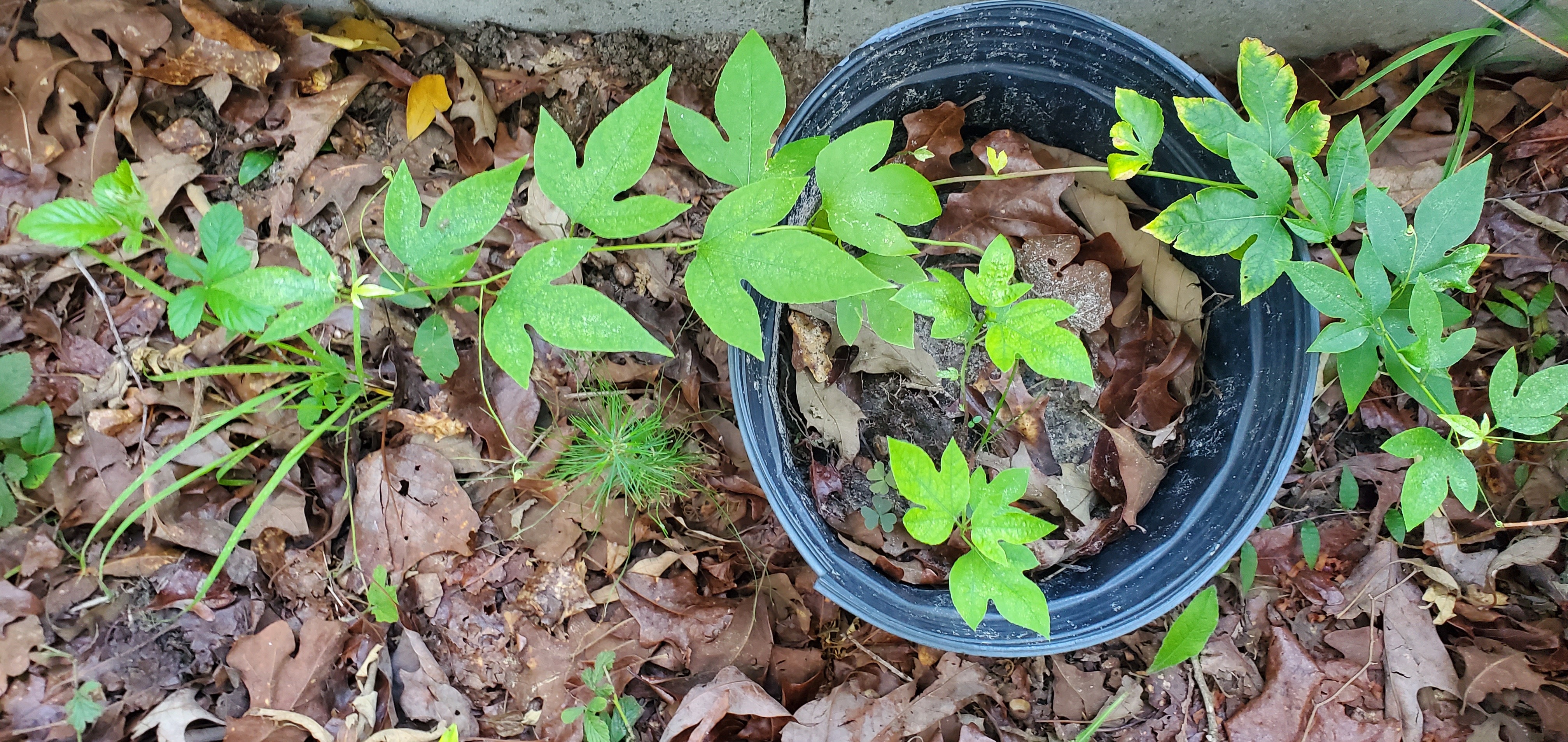 Potted passion flower aka maypop