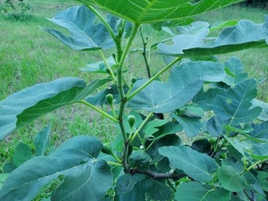[Fig (Ficus carica)]