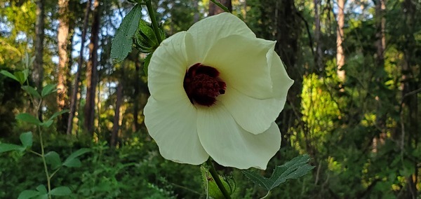 [Yellow Dog's rosemallow, six petals, 2022-06-21]