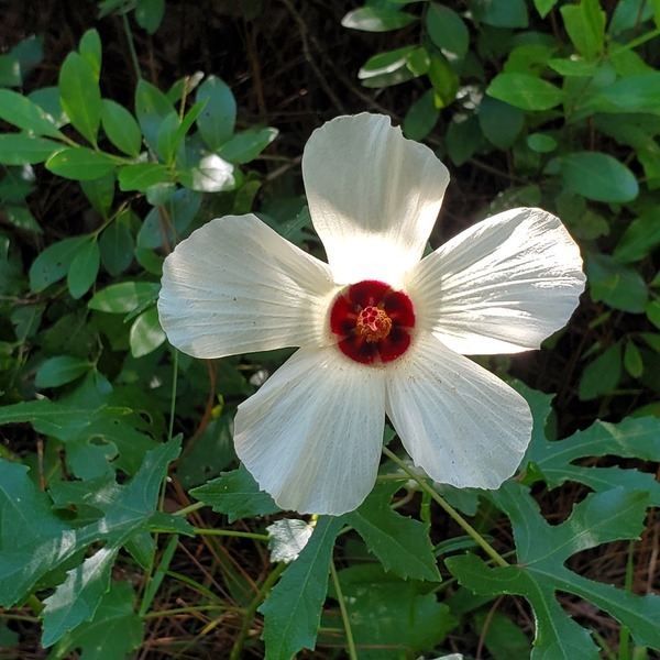 [On the not a driveway, Hibiscus laevis, 2022-08-05]