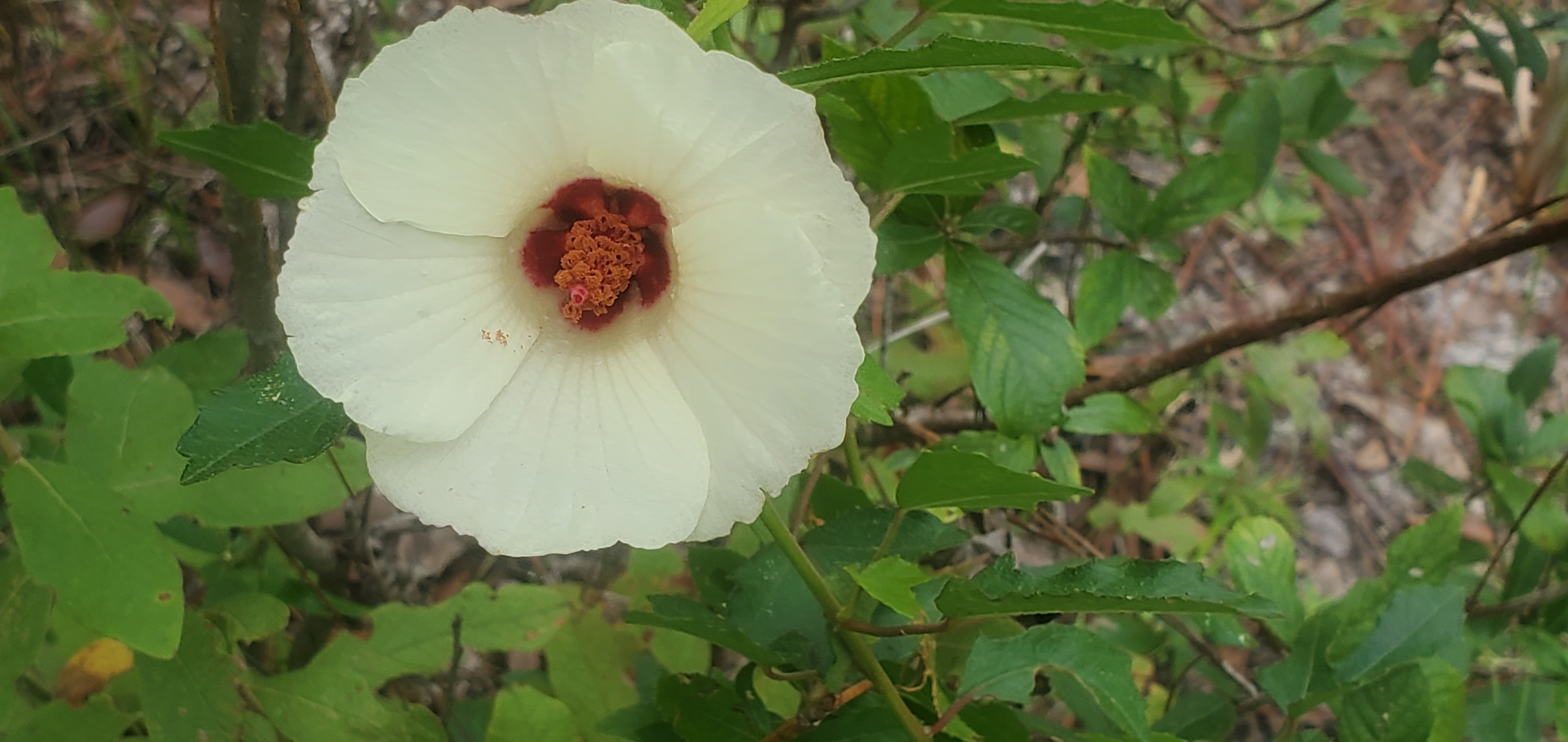 In front of the little house, Hibiscus asculeatus, 2022-08-24