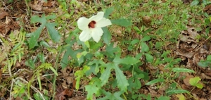 [Yellow Dog's rosemallow again, 2022:08:27 13:32:46, 31.0113080, -83.2682490]