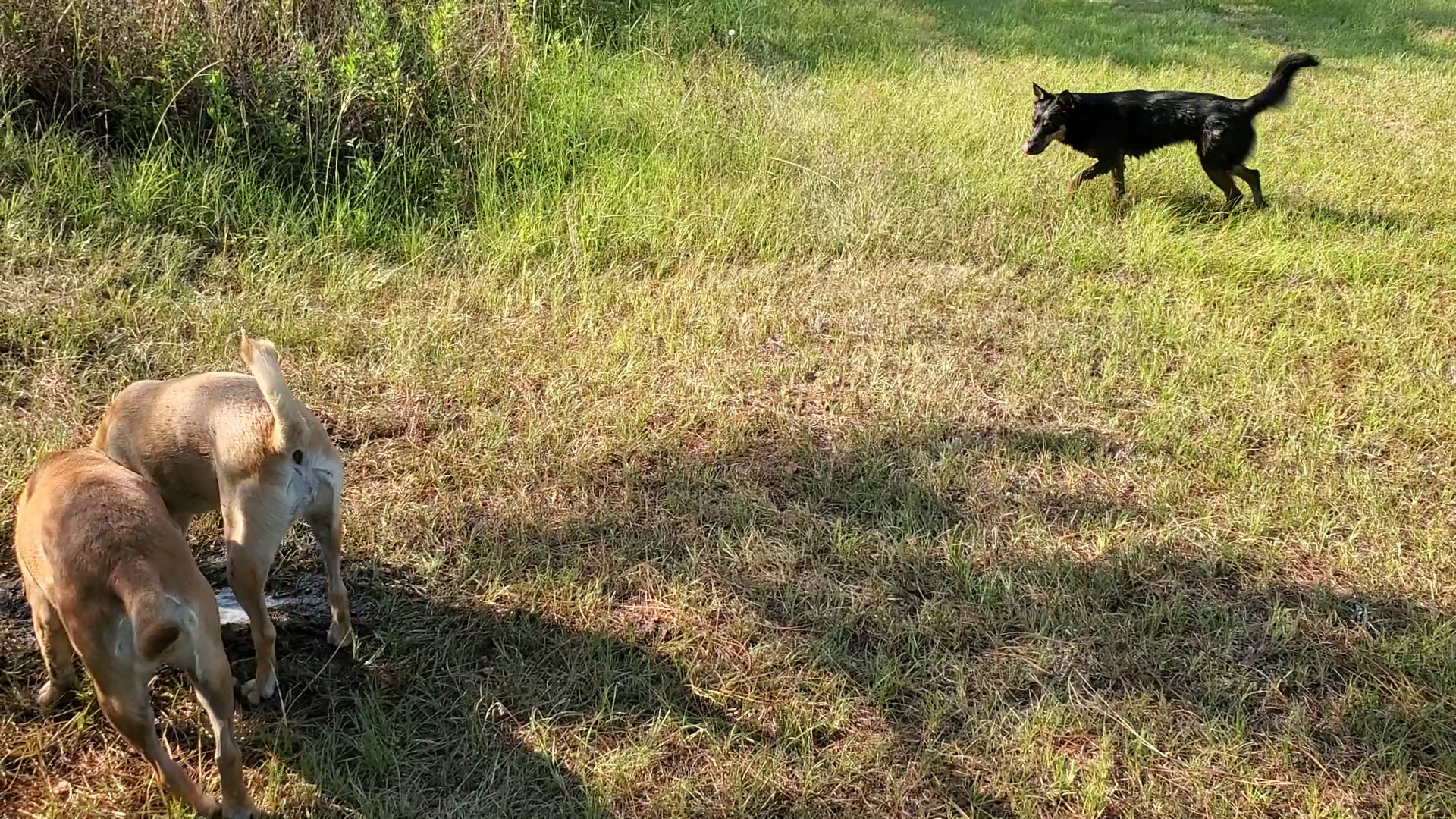 Three dogs