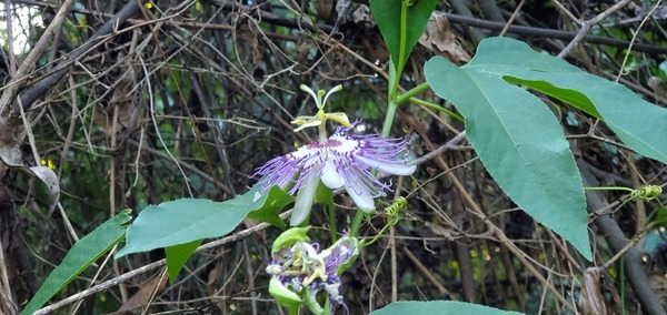 Maypop