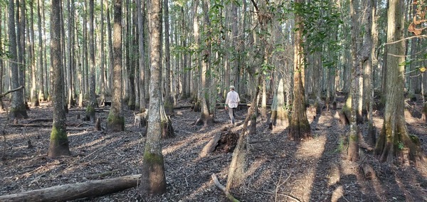 [Blondie, Gretchen, Cypress swamp]