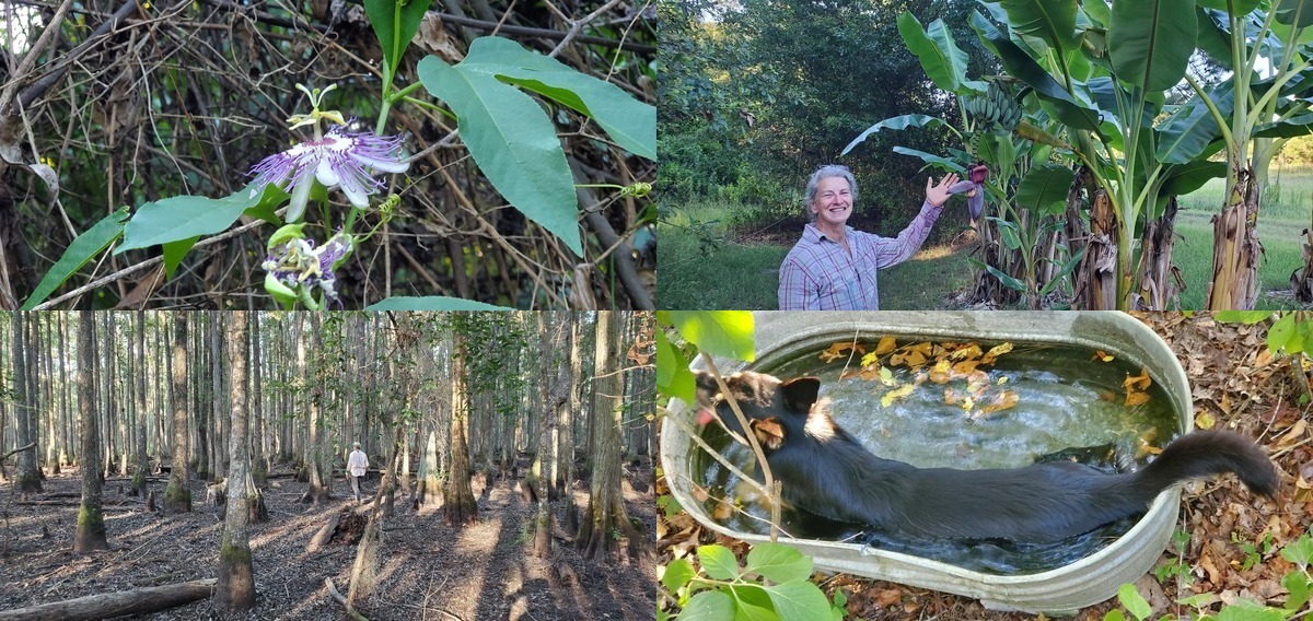 Maypop, bananas, cypress swamp, Arrow in bathtub