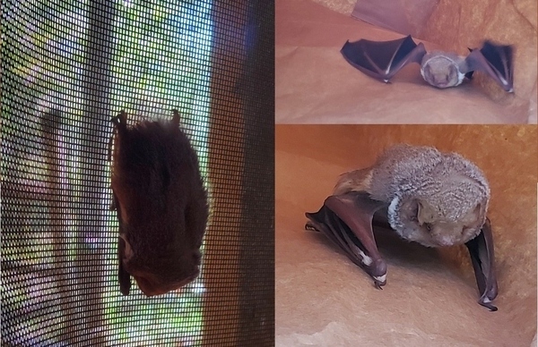 Bat on screen and in bag