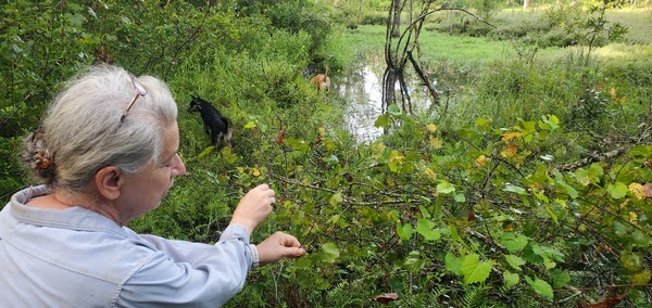 [Wild grapes with Gretchen, Arrow, and Honeybun]