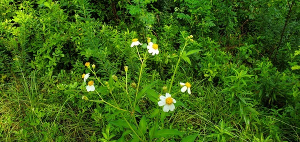 [Hairy Beggarticks, Bidens alba]